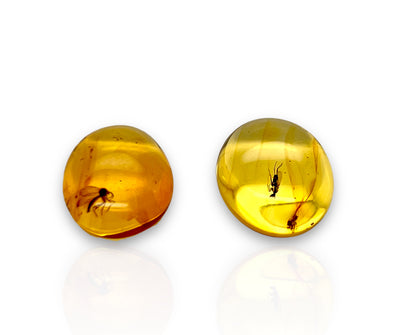 Baltic Amber with insects